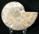 Ammonite Fossil (Half) - Million Years #17721-1